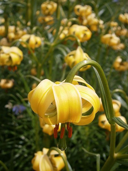 File:Lilium pyrenaicum 02.jpg