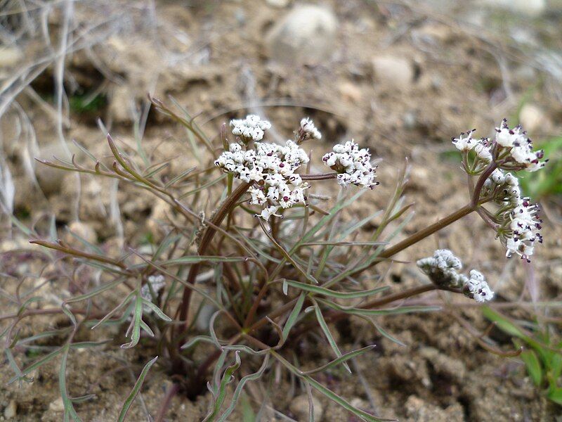 File:Lomatium geyeri 5.jpg