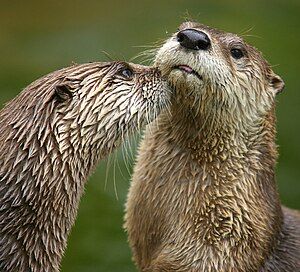 Otters