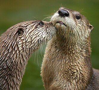 North American river otter, by Azov