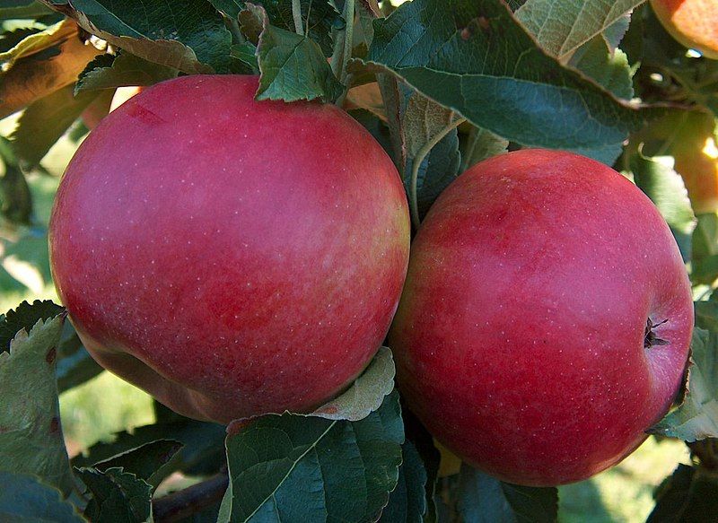 File:Malus-Idared on tree.jpg