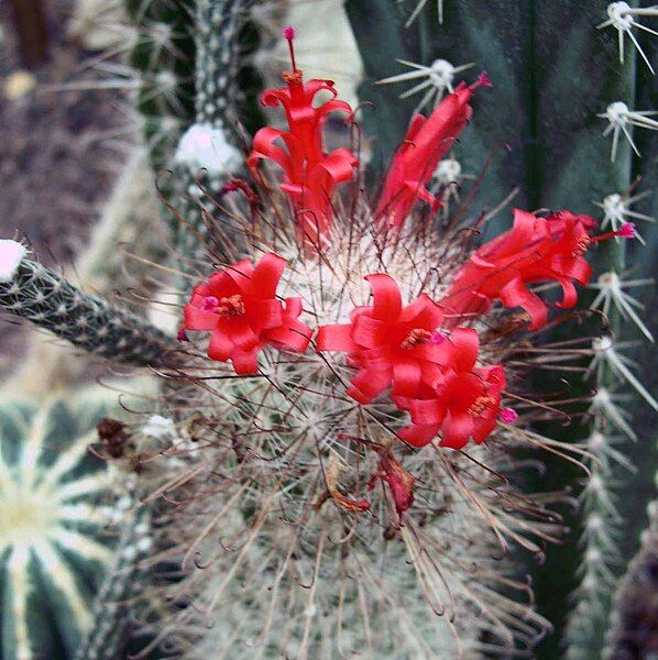 File:Mammillaria (Cochemia) setispina.jpg