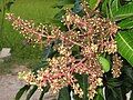 Mangifera indica Flowers