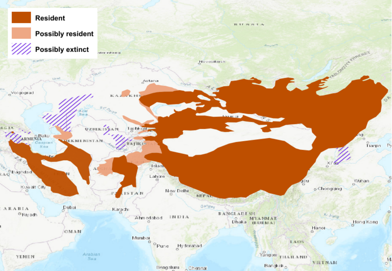 File:Manul distribution2021.png