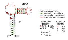 File:MsiK-RNA.svg