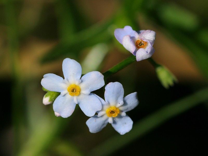 File:Myosotis laxa.jpeg