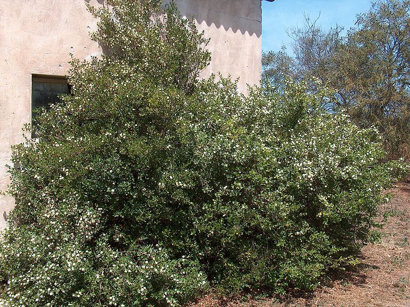 File:Myrtus communis10.jpg