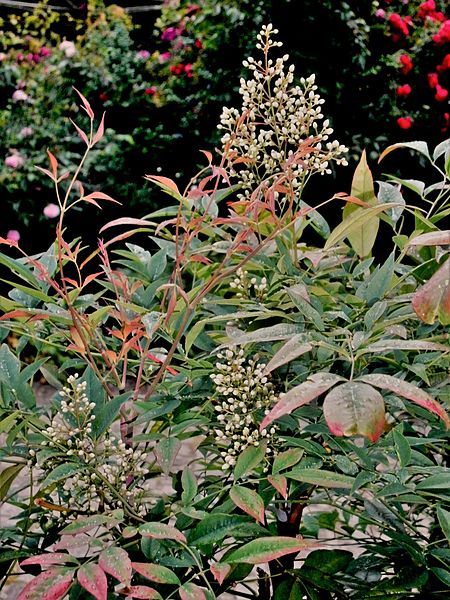 File:Nandina domestica01.jpg