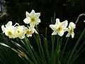 Narcissus ×medioluteus