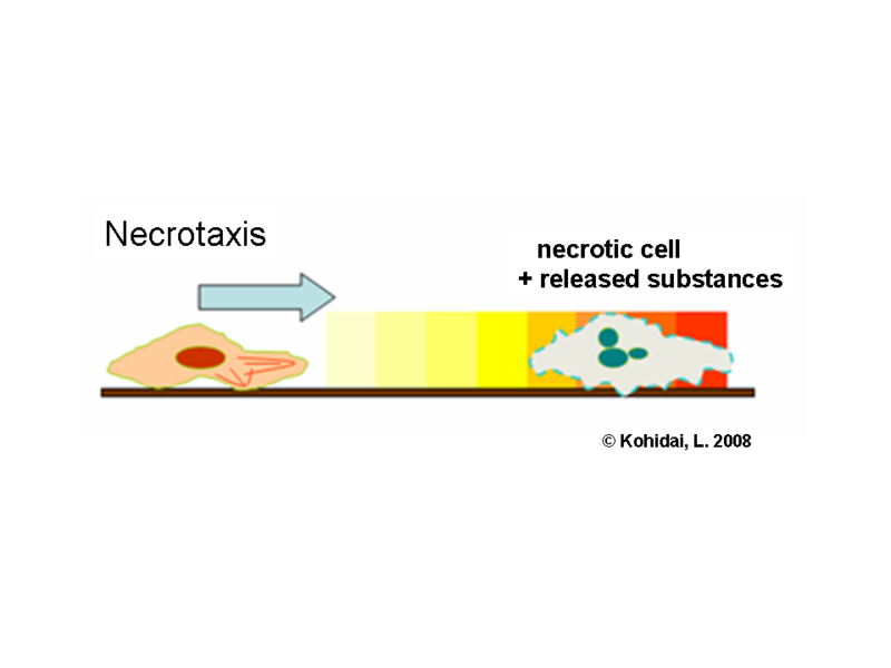 File:Necrotaxis-en.png