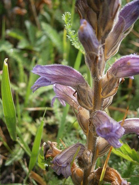 File:Orobanche purpurea 002.JPG