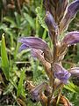 Orobanche purpurea