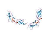 1tfh: EXTRACELLULAR DOMAIN OF HUMAN TISSUE FACTOR
