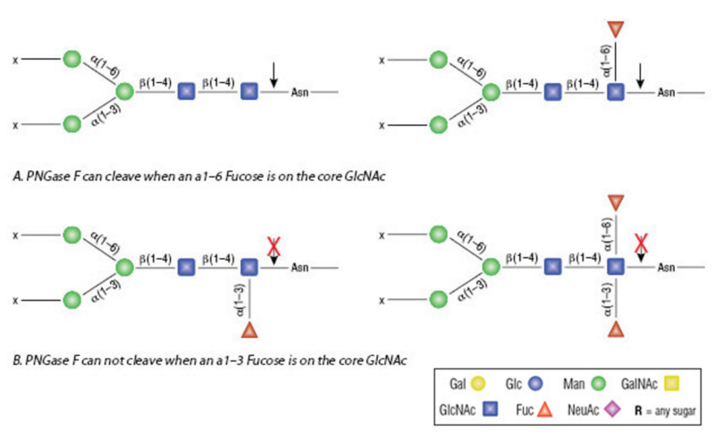 File:PNGase F Specificity.png