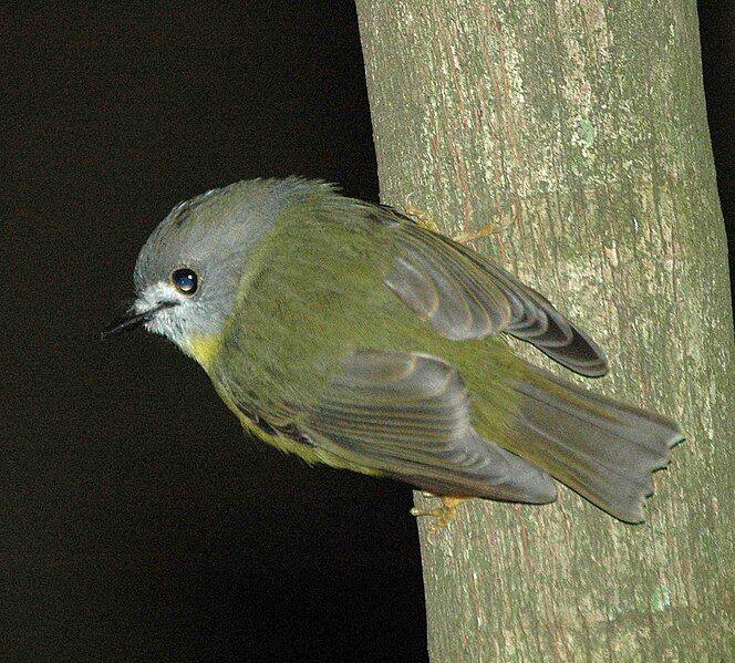 File:Pale-yellow Robin Maiala.JPG