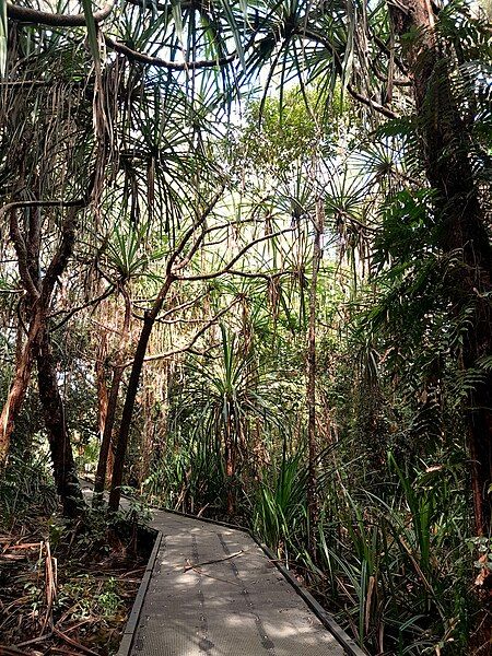 File:Pandanus-soms-laubachii-SF23081-02.jpg