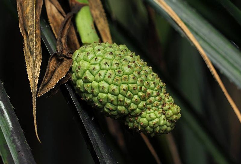 File:Pandanus livingstonianus04.jpg