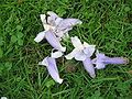 Paulownia tomentosa fallen flowers