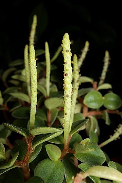 File:Peperomia bellendenkerensis ALA5.jpg