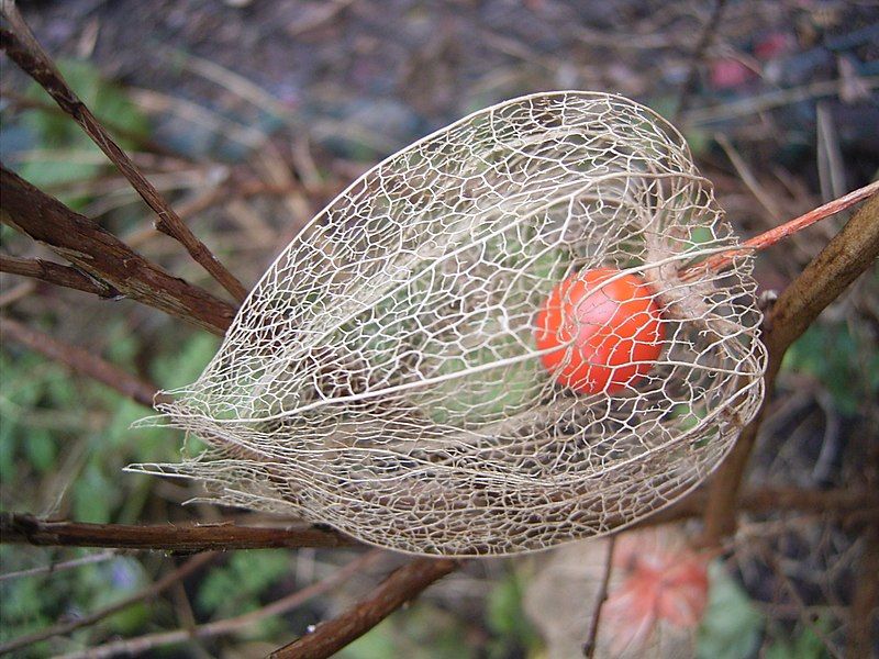 File:Physalis alkekengi R0015041.JPG