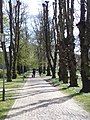 The linden tree avenue leading to the City Hall Square.