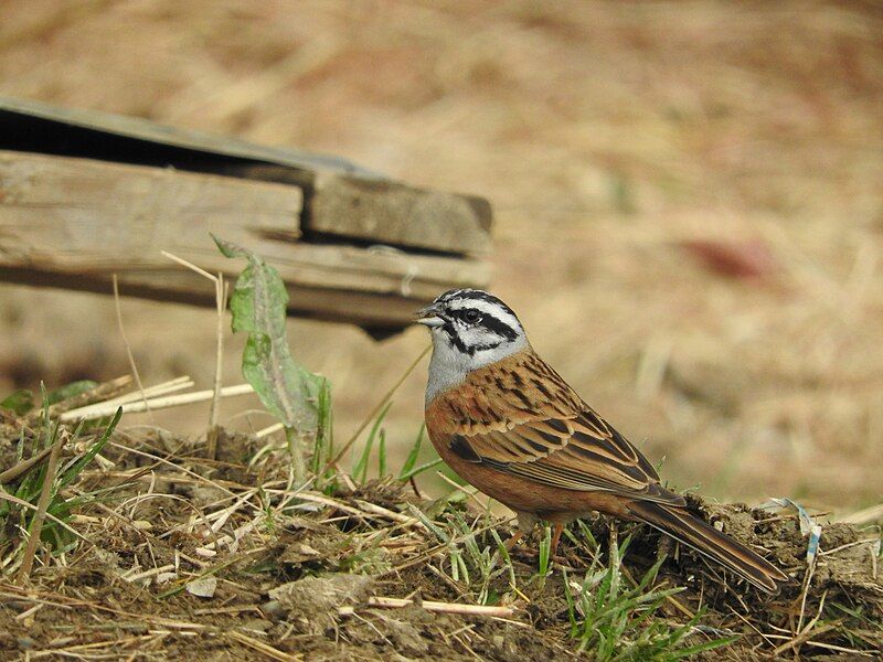 File:Rock-bunting-kufri.jpg