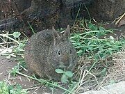 Gray rabbit