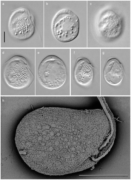 File:Roombia truncata cells.TIF