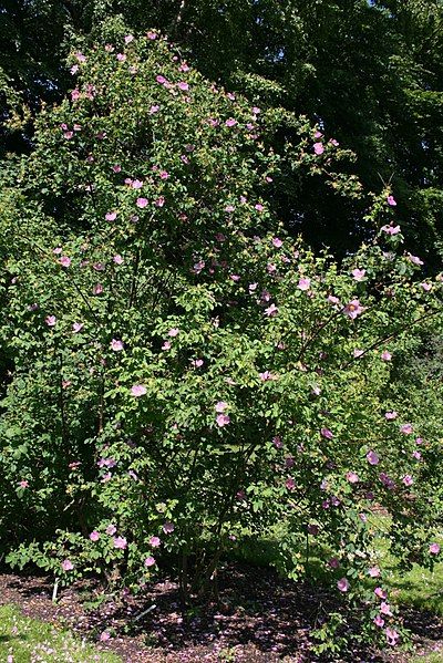 File:Rosa-majalis-habit.JPG