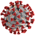 Illustration of the morphology of coronaviruses