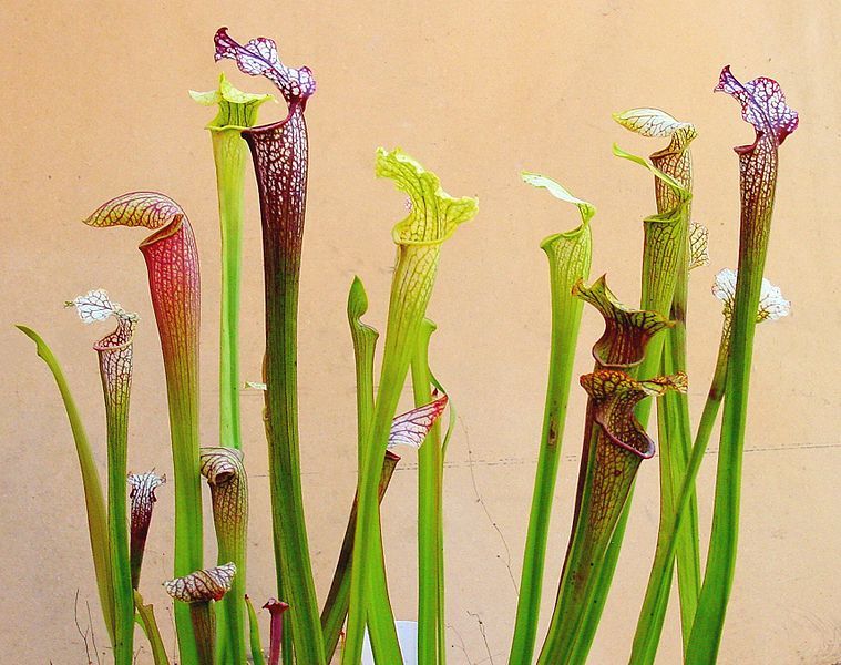 File:Sarracenia ne1.JPG