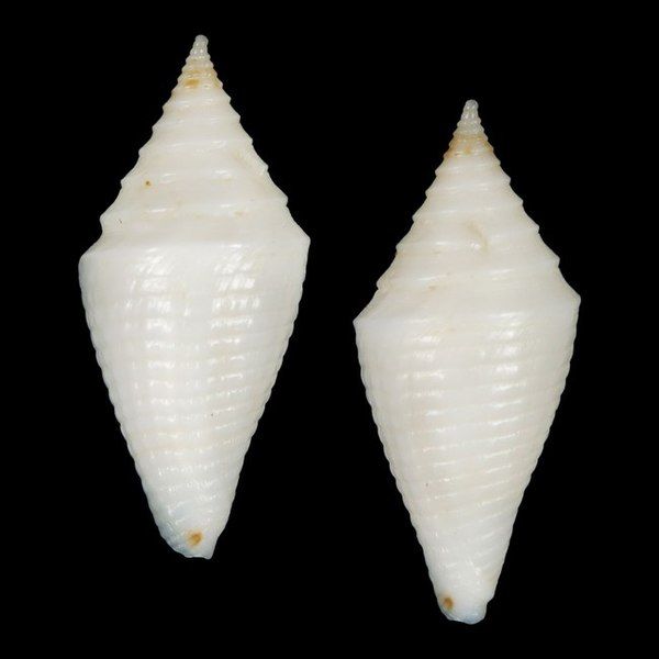 File:Seashell Conus beatrix.jpg