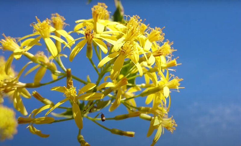 File:Senecio tamoides flowers.jpg