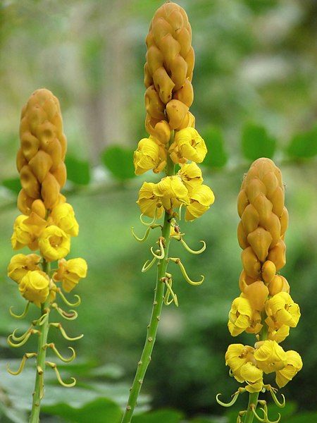 File:Senna alata (1).jpg