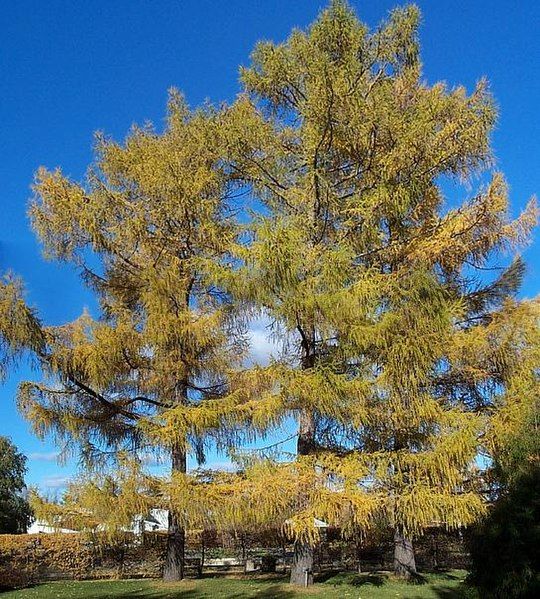 File:Siberian-larch.jpg