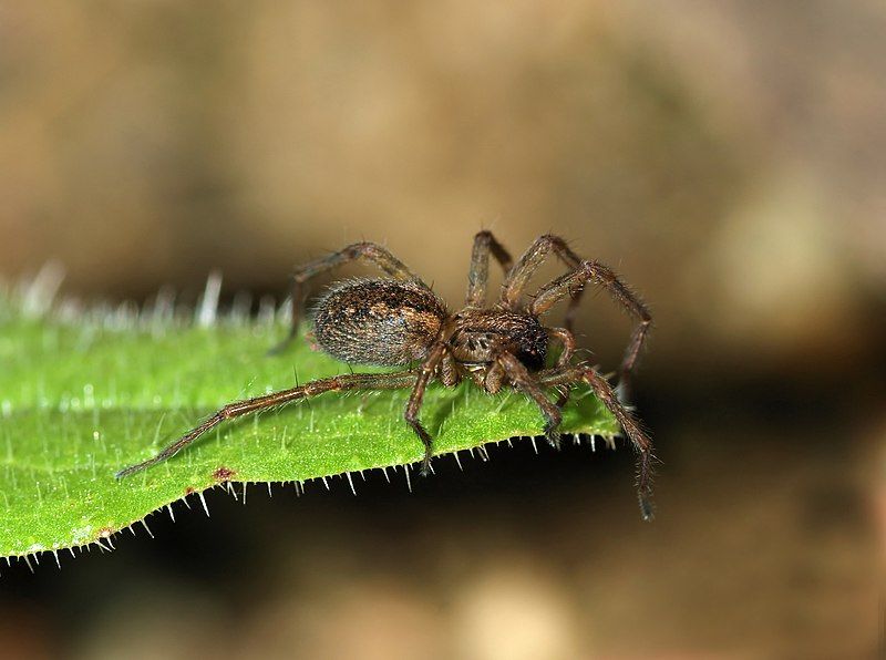 File:Spider April 2010-2a.jpg