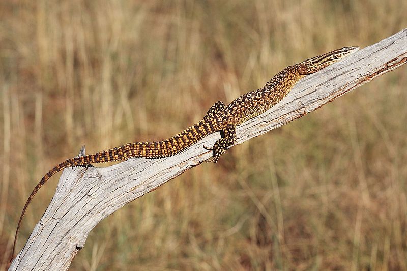 File:Spiny-tailed-monitor.jpg