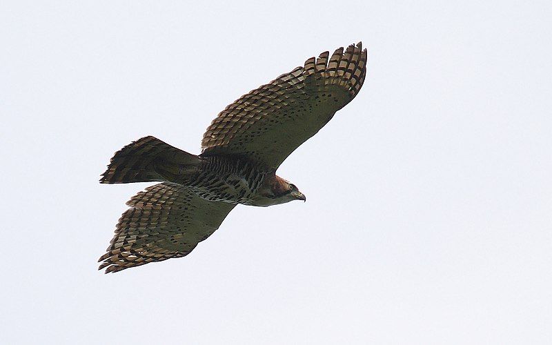 File:Spizaetus-ornatus-002.jpg