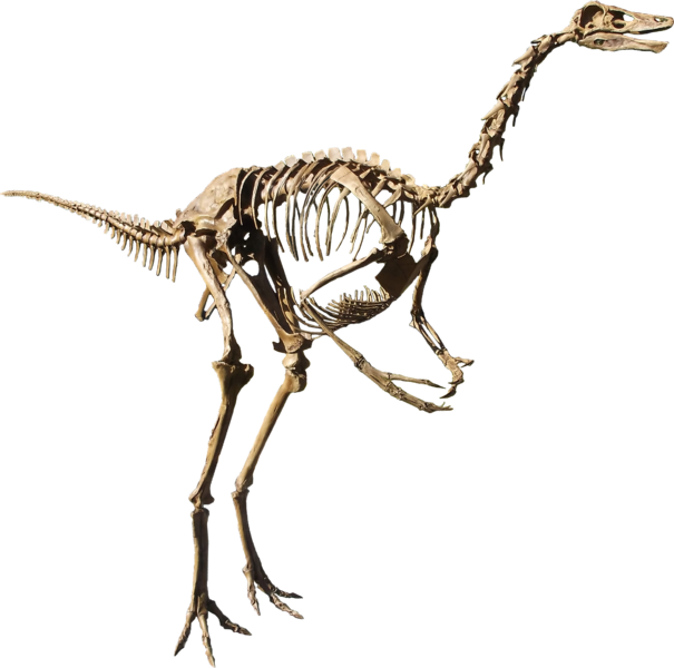 File:Struthiomimus isolated.png