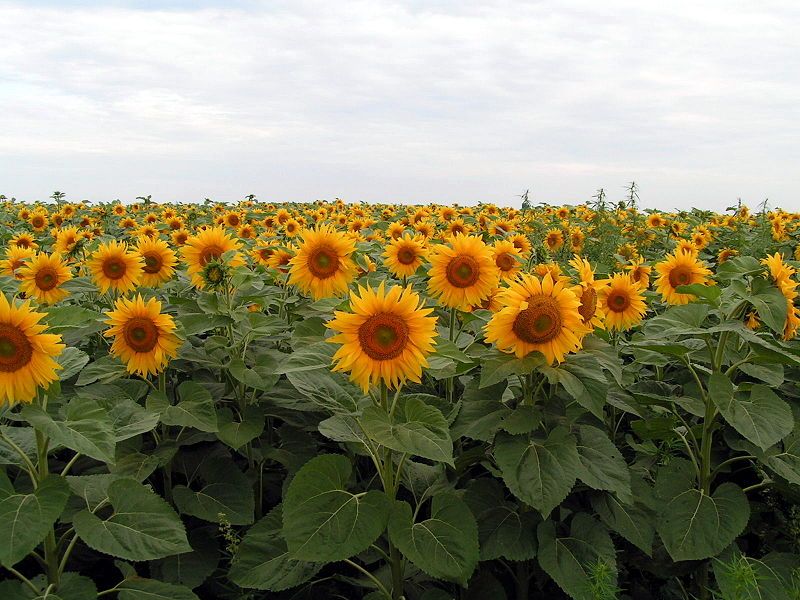 File:SunFlowerField.JPG