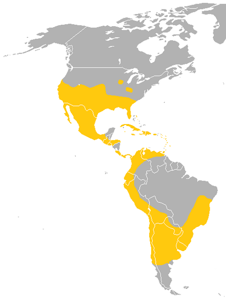 File:Tadarida brasiliensis Range.png