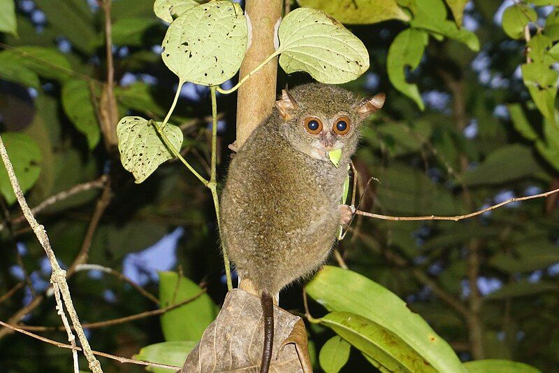 File:Tarsius Peleng.jpg