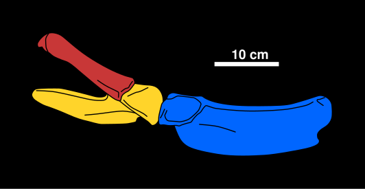 File:Tatenectes Pelvis Reconstruction.svg