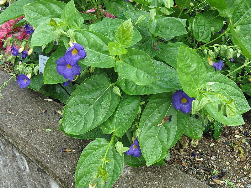 File:Thunbergia battiscombei1.jpg