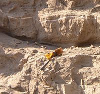 This photo shows several layers of the horizontal Touchet beds – the layers are not as clearly demarked as they were in some of the prior photos. There is a geologist's hammer and a glove in the photo to establish perspective – it suggests the layers are about 1 meter thick. Most significantly, there is a thin, white horizontal line running through the top of one of the layers. This layer consists of two layers of ash deposited by an eruption of Mount St. Helens separated by a thin layer. The ash allows an alternative confirmation of the dating the layer.