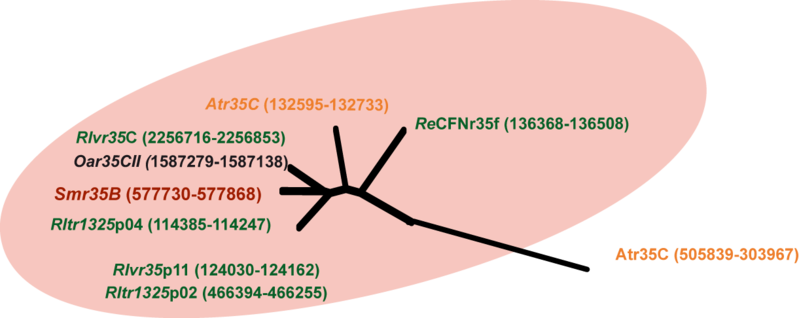 File:Tree b35 unrooted.png