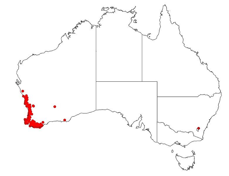 File:Tribonanthes australis DistMap138.jpg