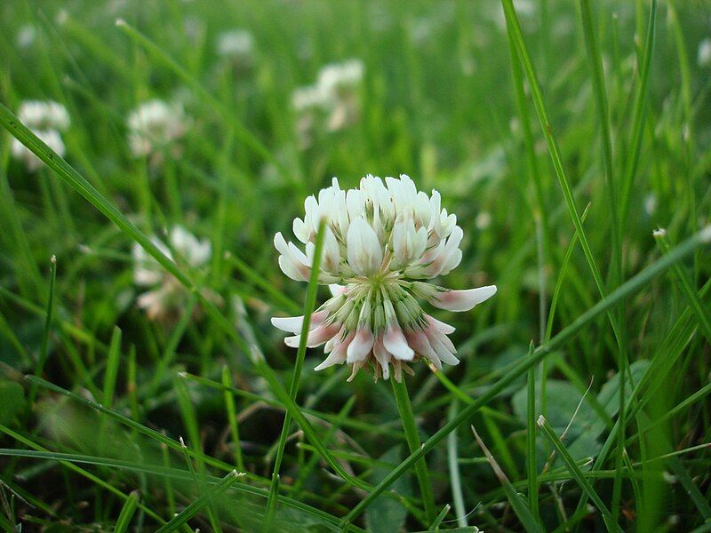 File:Trifolium repens macro.jpg