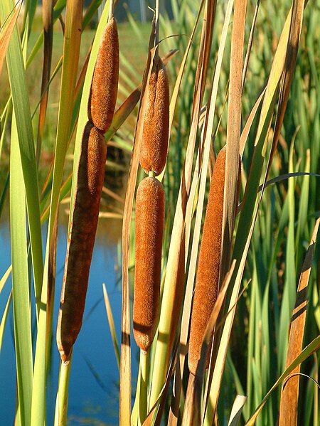 File:Typha-Orientalis.jpg