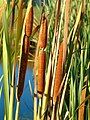 Raupō (bulrush),